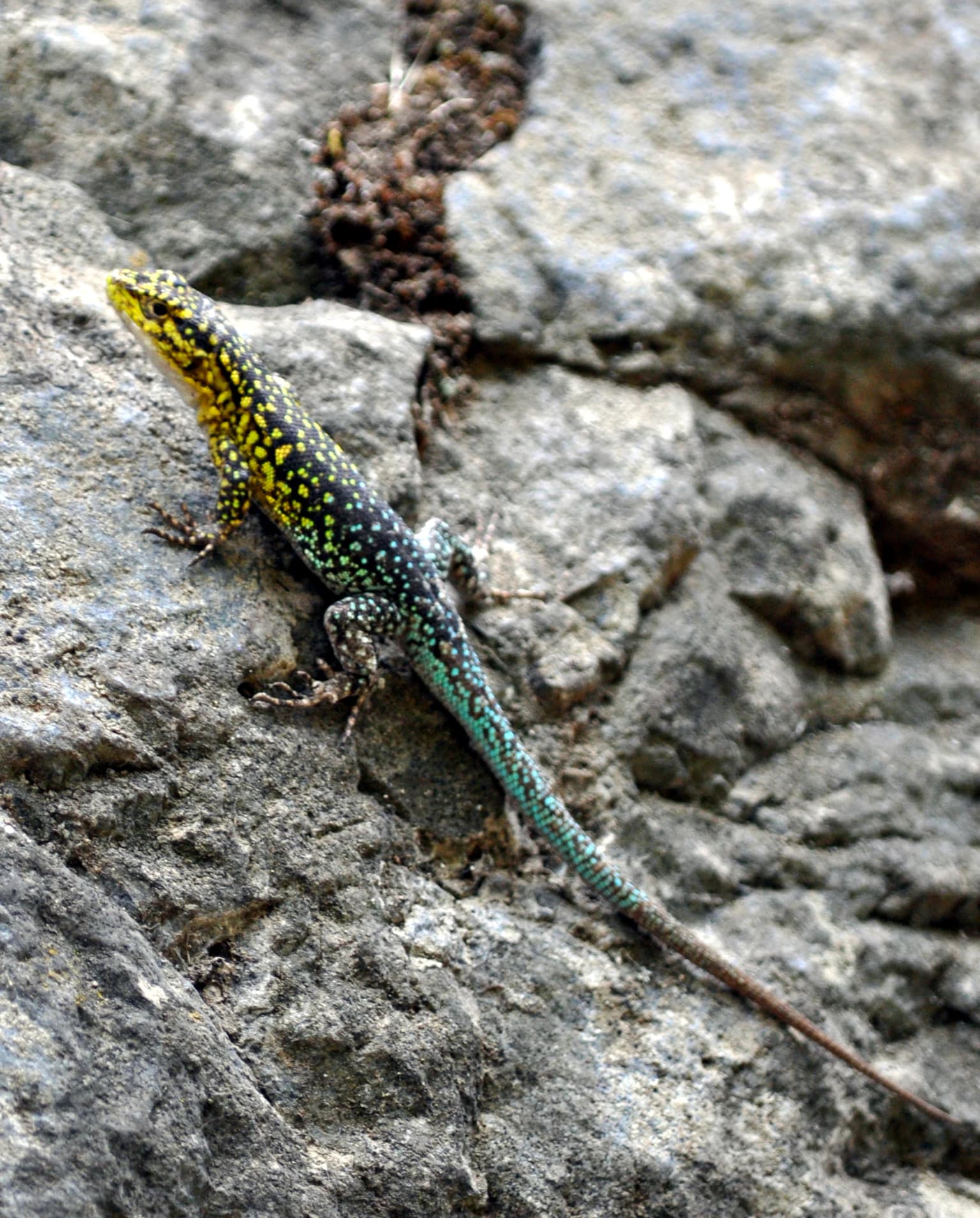 A Liolaemus tenuis lizard with yellow and green spotted scales resting on a gray rock
