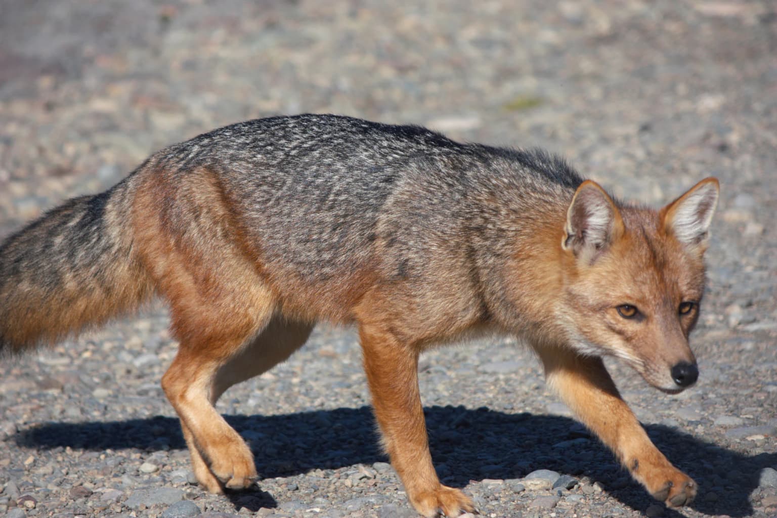 Fox with brown and gray fur walking on gravel surface
