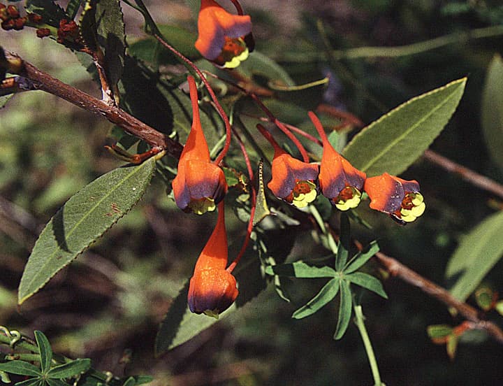 Close-up of orange and purple flowers with yellow centers on a green-leaved plant branch