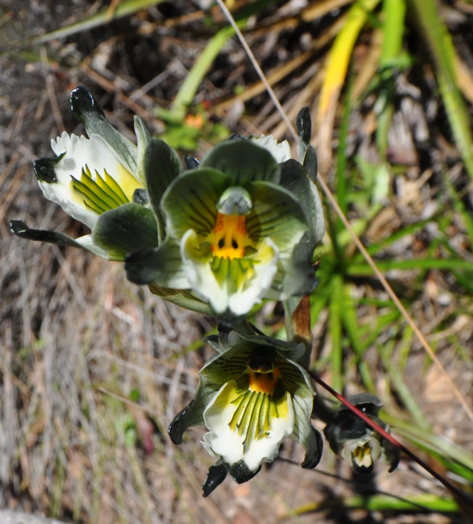 Close-up of Chloraea tectata orchid with white and yellow petals, green sepals, and dark tips on forest floor