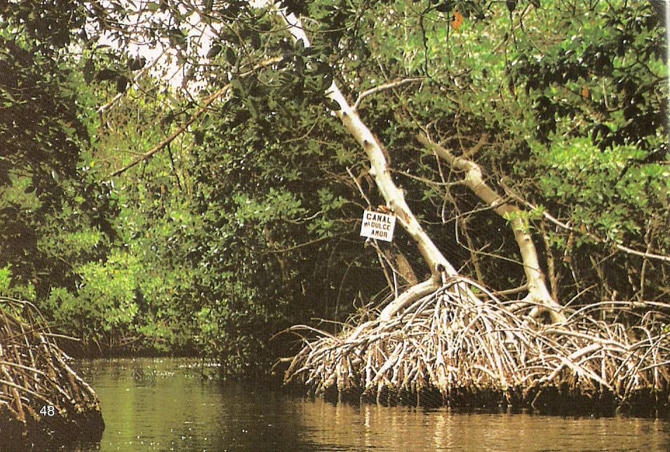 Un canal con aguas tranquilas rodeado de densos manglares, un poste indicador y las raíces expuestas de los manglares