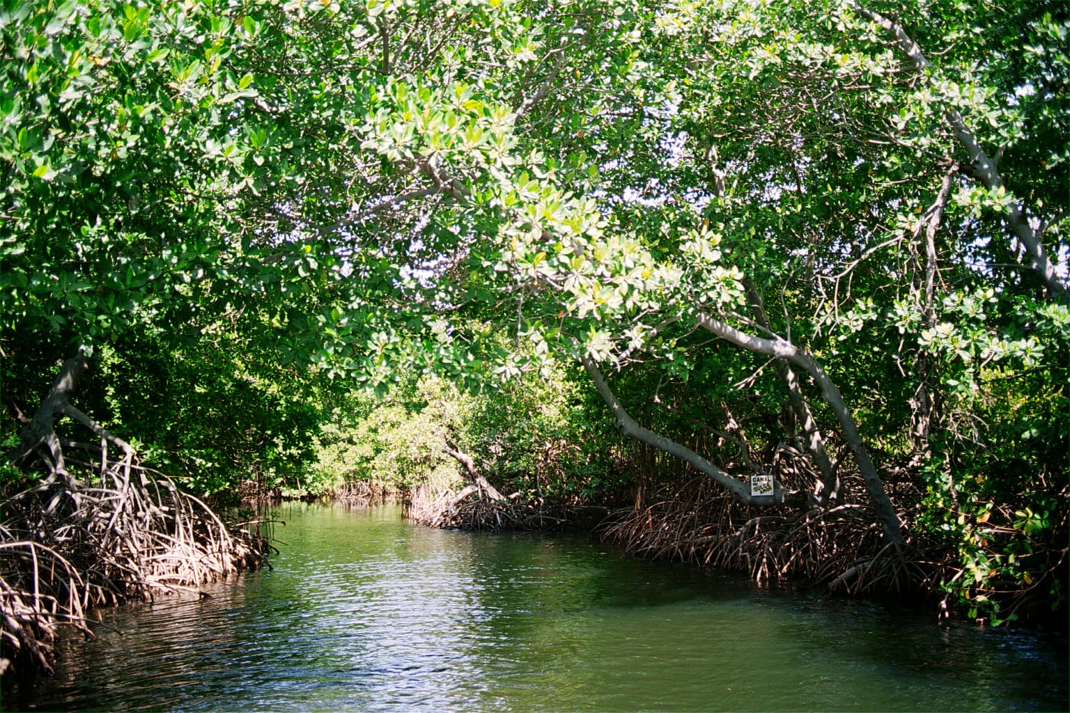 Una estrecha vía fluvial rodeada de densos manglares verdes con la luz del sol filtrándose a través del dosel