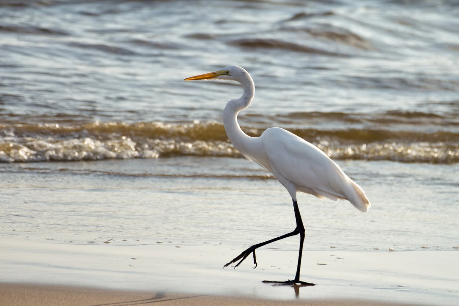 White Great Egret (Ardea alba egretta) standing on wet sand with ocean waves behind it