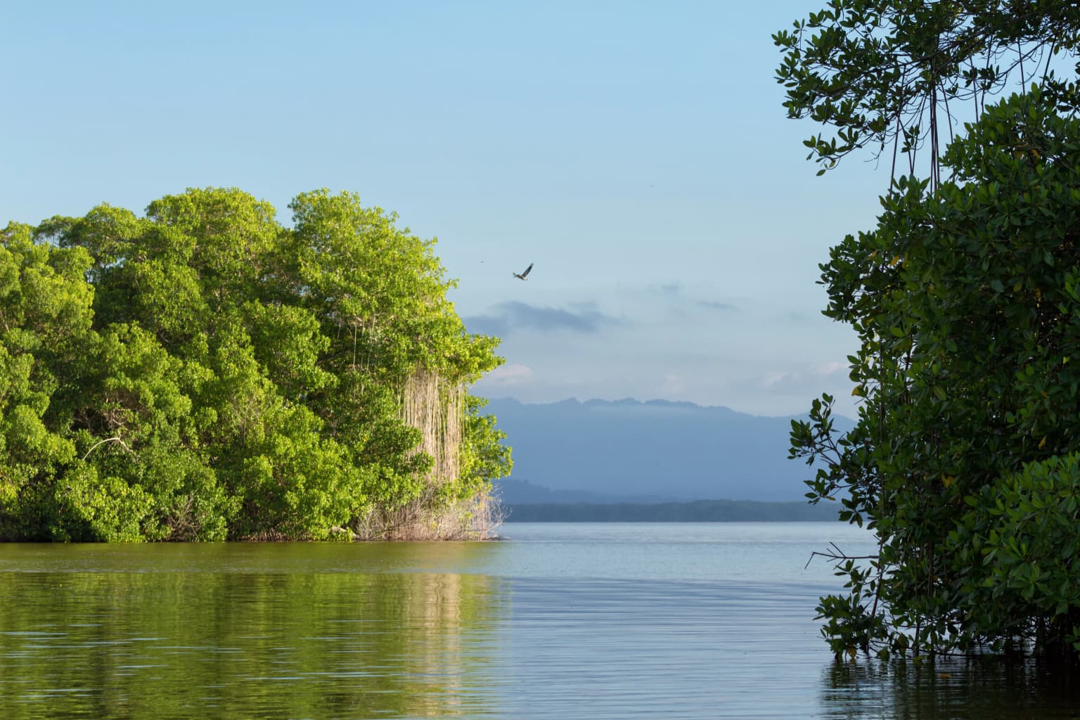 Calm body of water surrounded by dense green mangrove trees with mountains in the background and a bird flying
