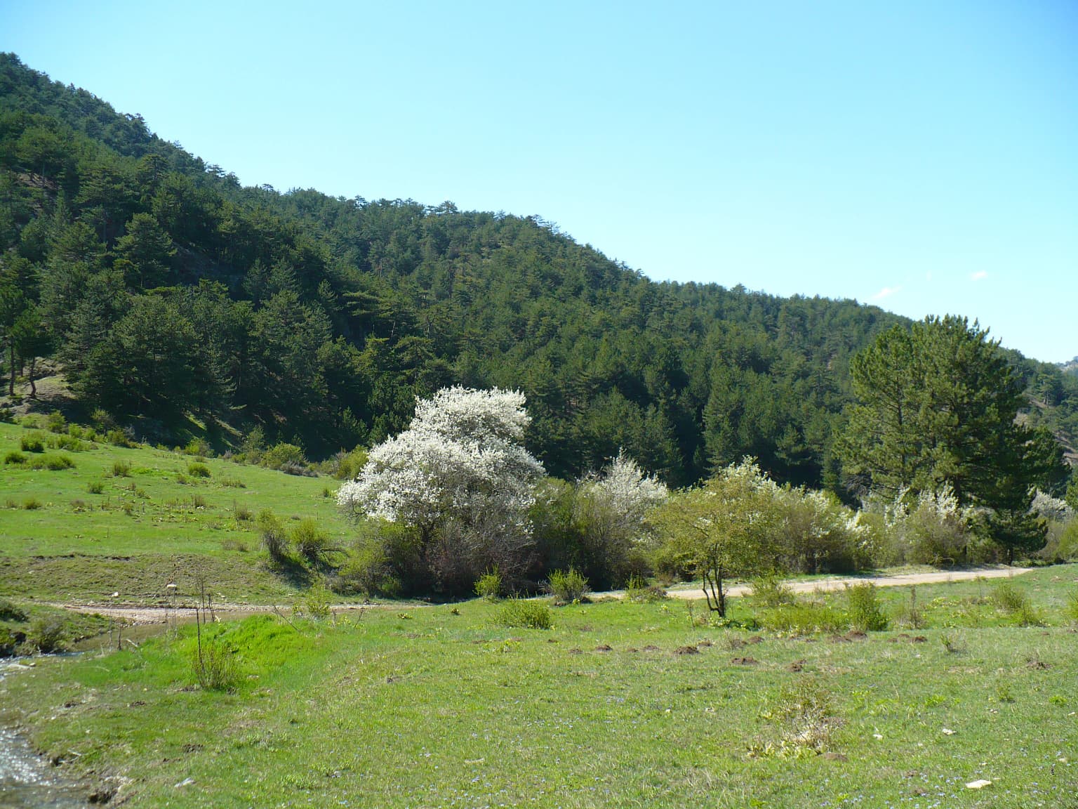 Grassy field with trees and hills under clear blue sky