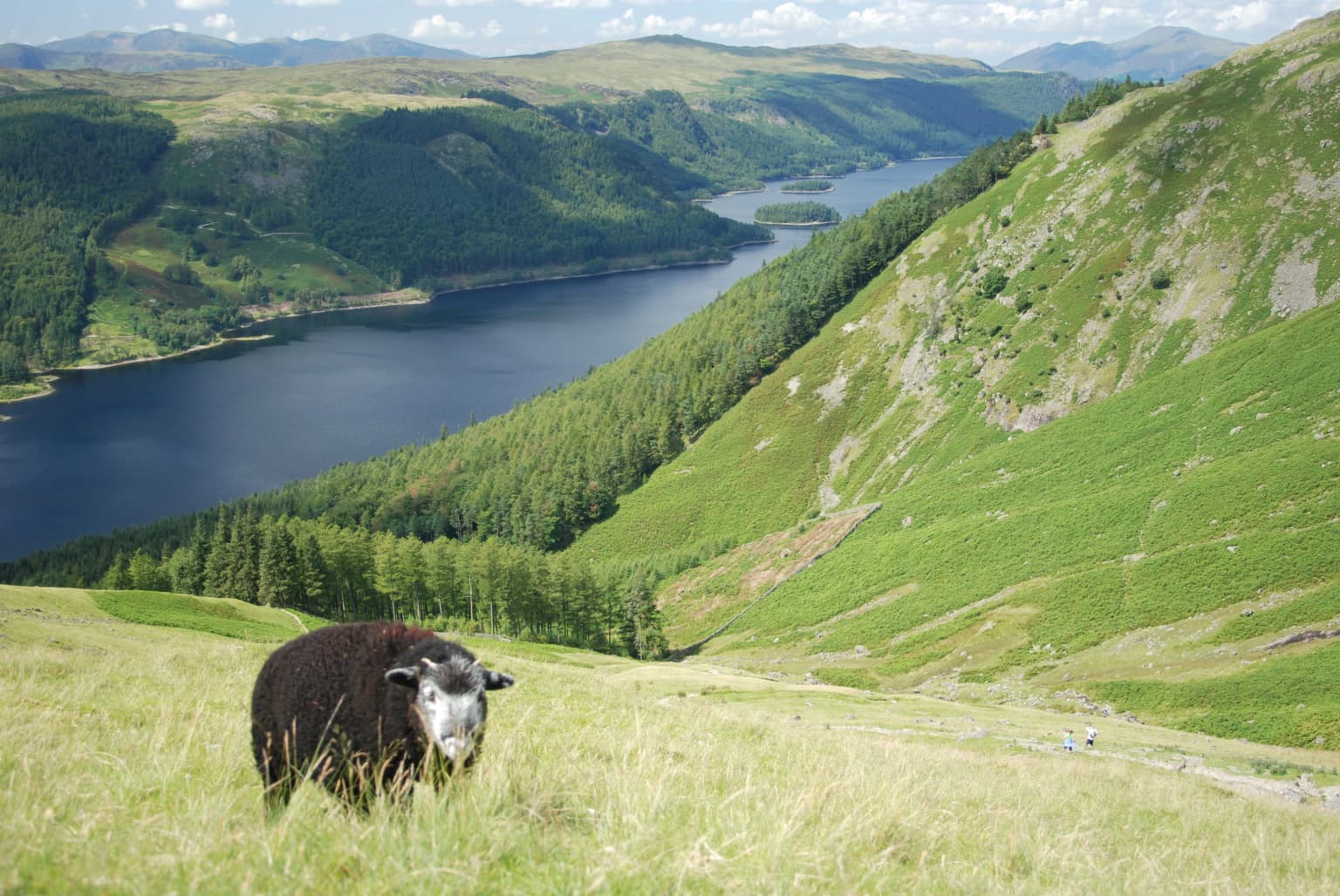 Herdwick sheep standing in a grassy field with a lake and mountains in the background.
