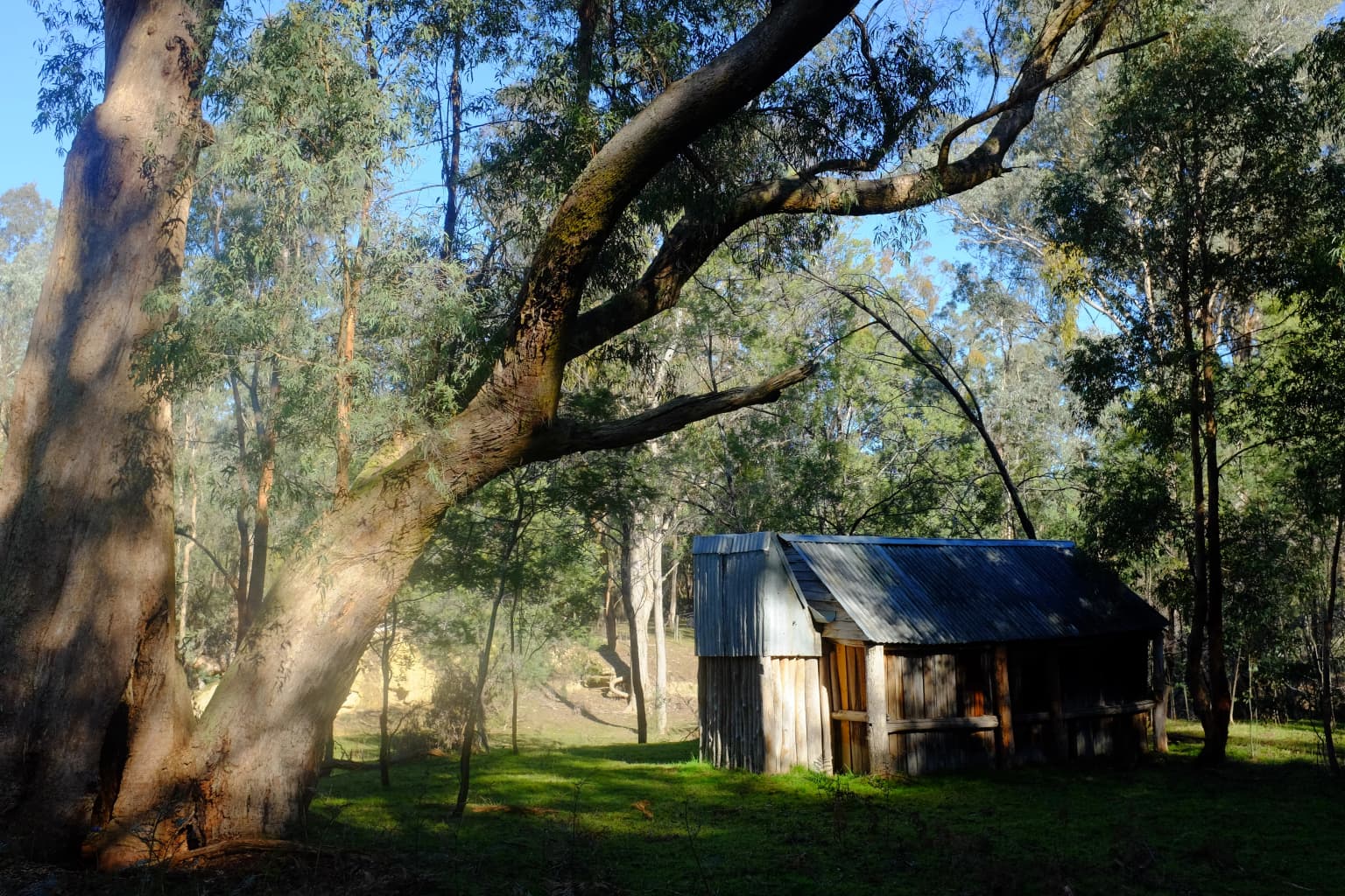 A small wooden cabin with a corrugated metal roof in a grassy clearing, surrounded by large eucalyptus trees under a clear blue sky