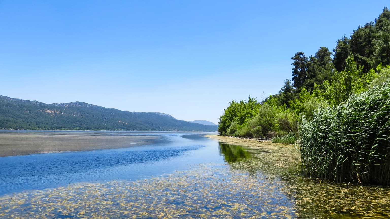 Calm lake with reeds on the right, reflecting blue sky and mountains in the background