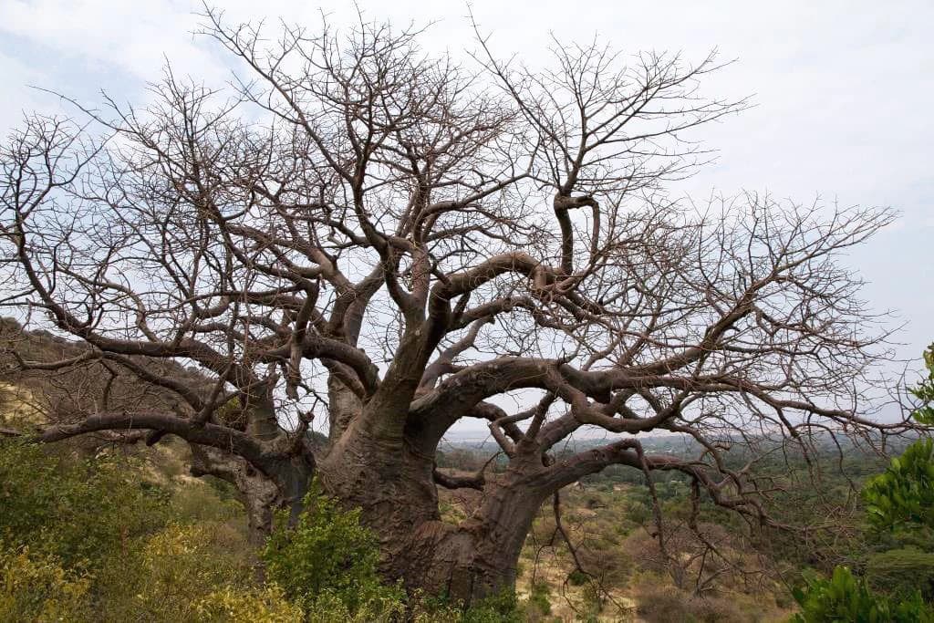 Large African baobab tree with bare branches in a dry, open landscape with sparse vegetation