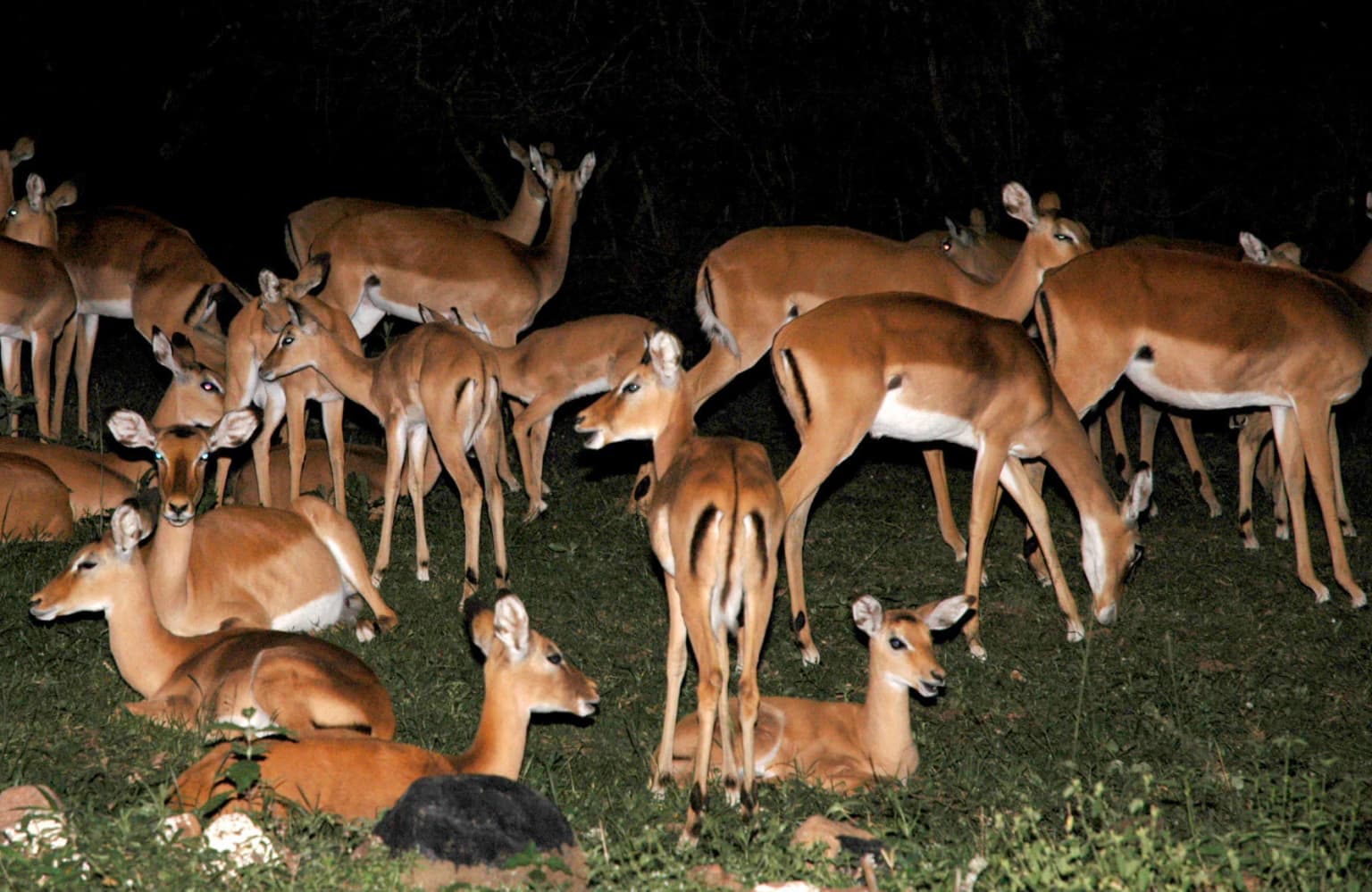 A group of impalas lying and standing on grass at night