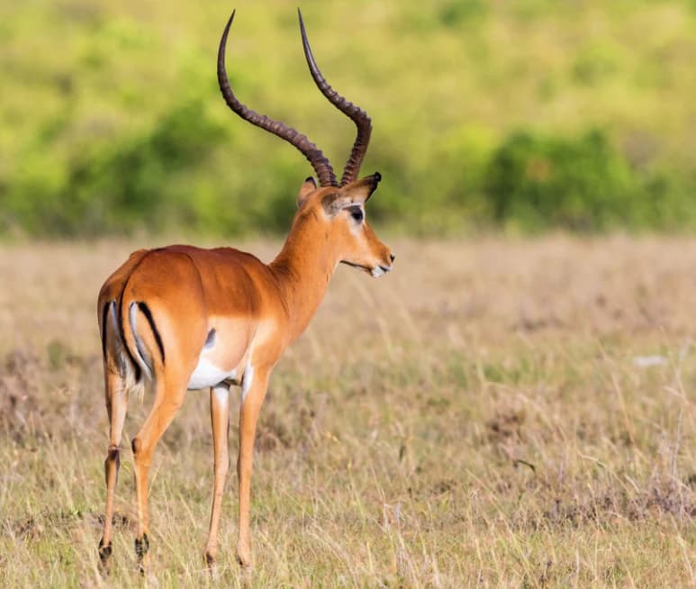 Impala with long curved horns standing in a grassy field