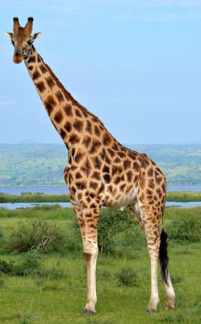 Giraffe with distinctive spotted pattern standing in grassy field with water body and hills in background