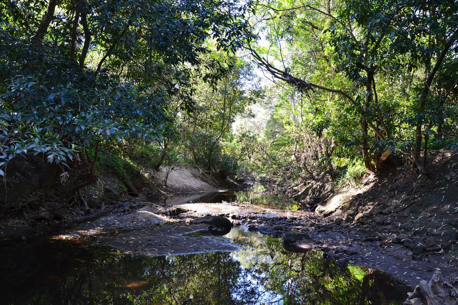 Un río tranquilo que fluye a través de un denso bosque con la luz del sol filtrándose a través de las copas de los árboles