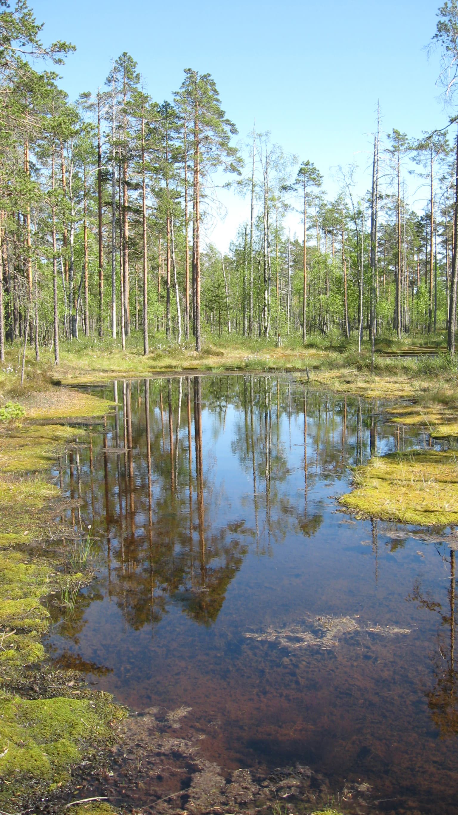 Small pond with clear water reflecting tall pine trees, surrounded by mossy vegetation and forest