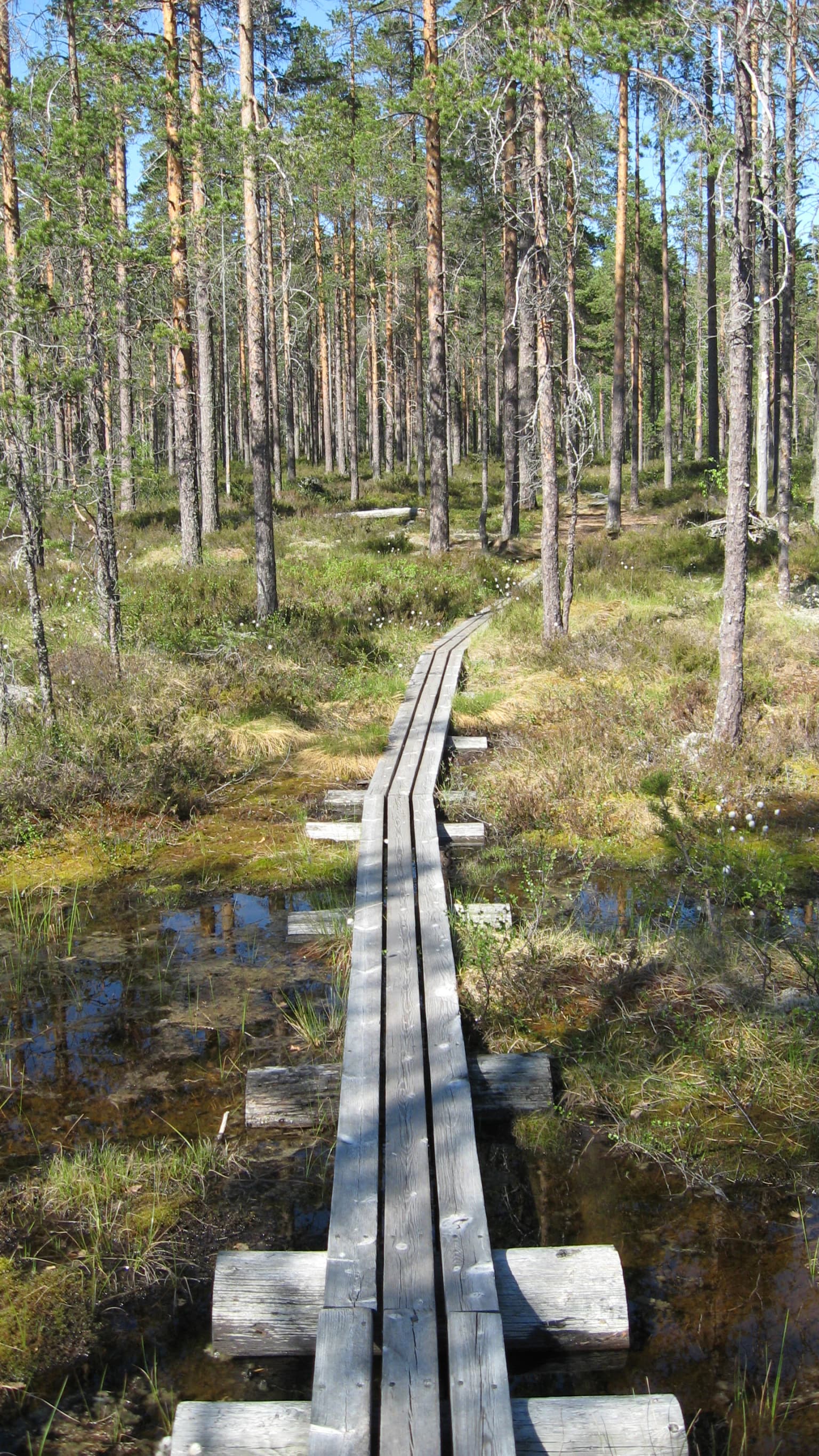 Wooden boardwalk over a wetland area with pine trees and water pools