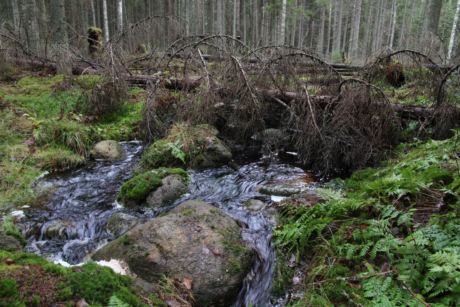 A stream flows through a forested area with moss-covered rocks and fallen branches