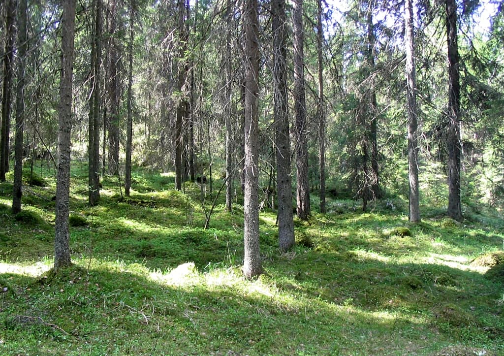 Tall coniferous trees with mossy ground in a forested area
