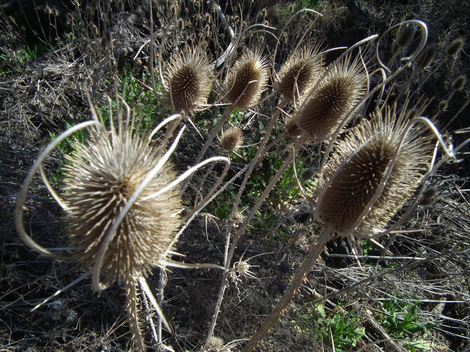 Spiky brown seed heads of plants with dry grasses in background