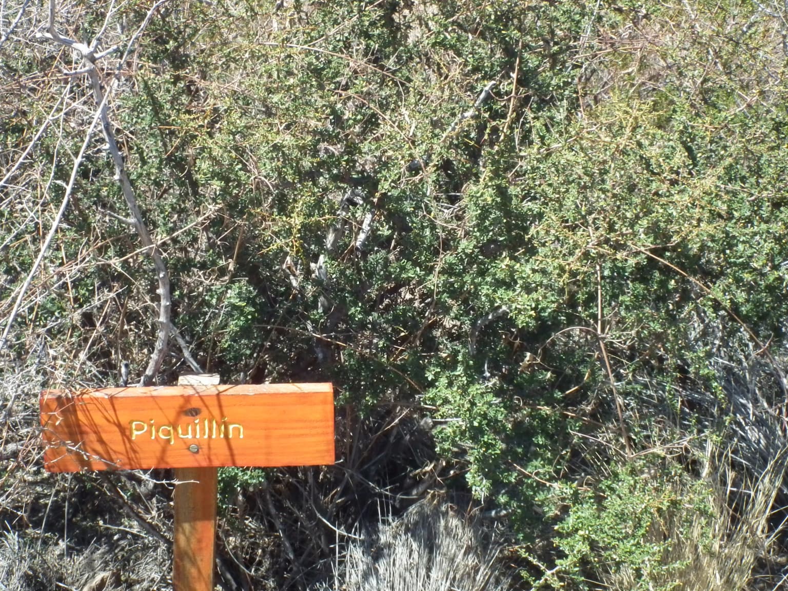 Wooden sign with 'Piquillín' label, surrounded by dense green shrubs and dry grasses