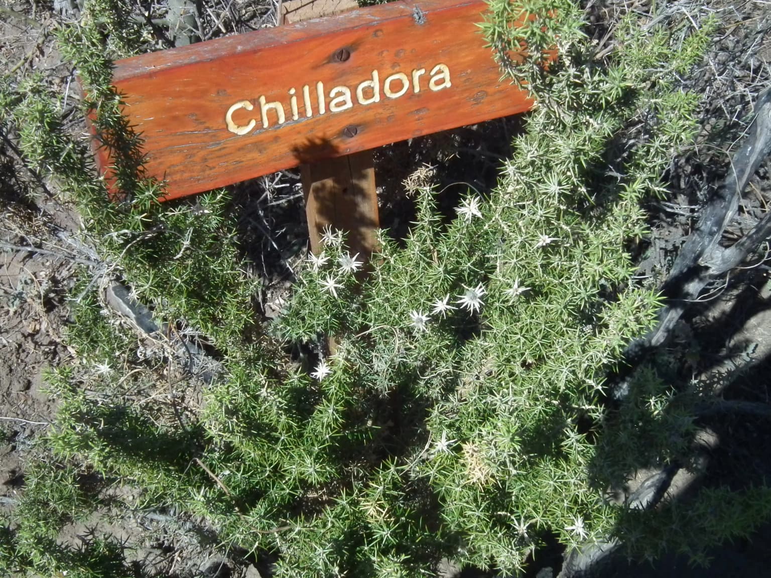 Wooden sign reading 'Chilladora' among green plants with small white flowers