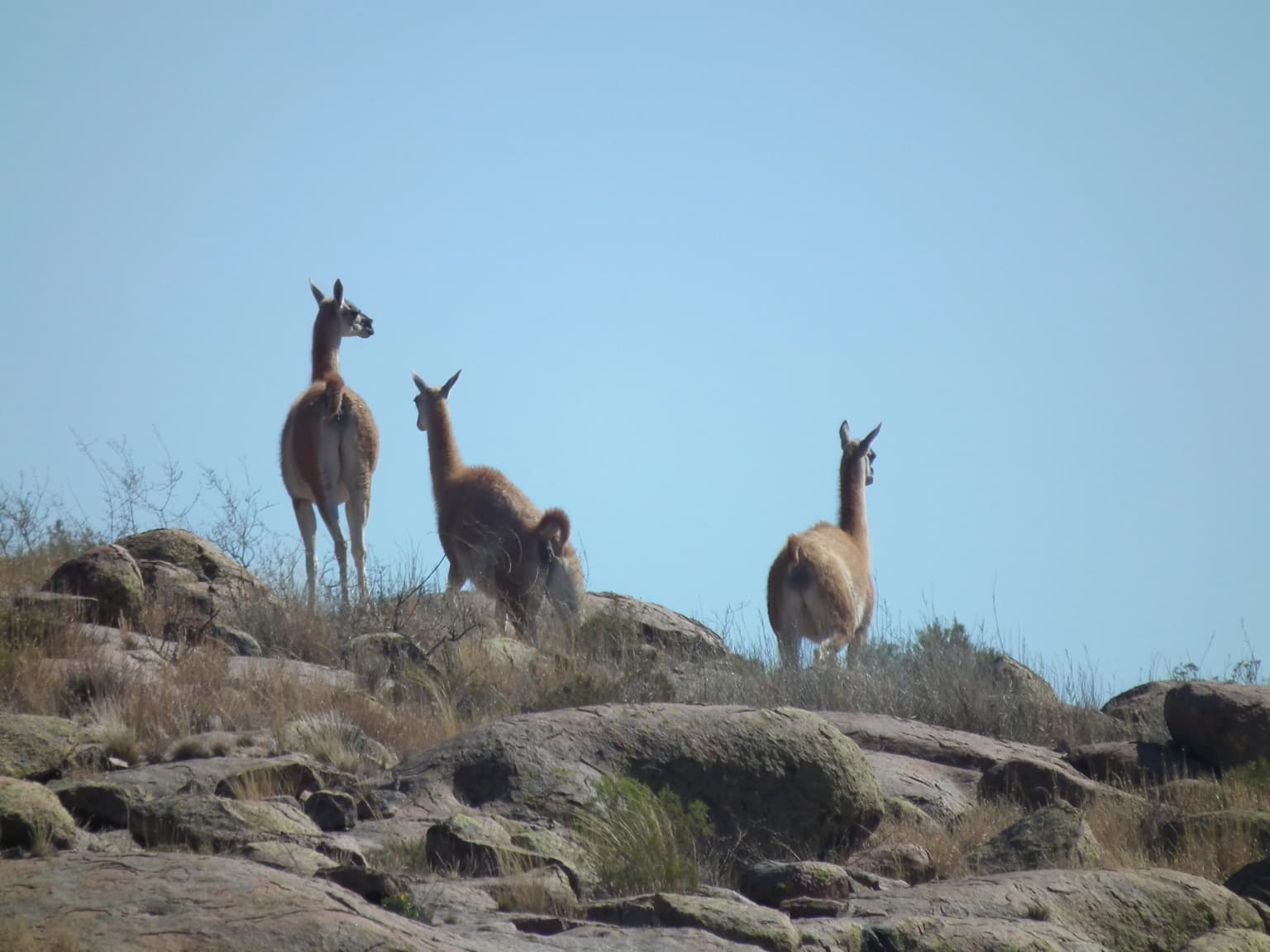 Three guanacos standing on a rocky hillside with sparse vegetation under a clear blue sky