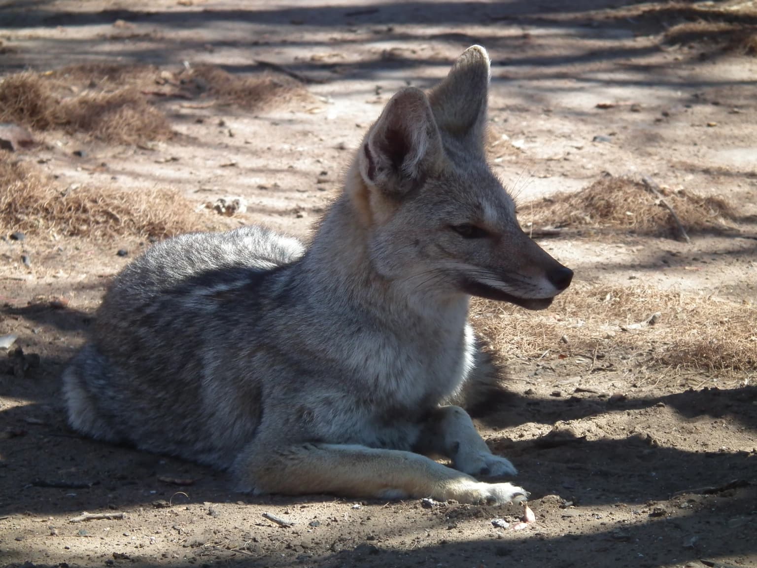Fox lying on sandy ground with sparse dry vegetation under sunlight