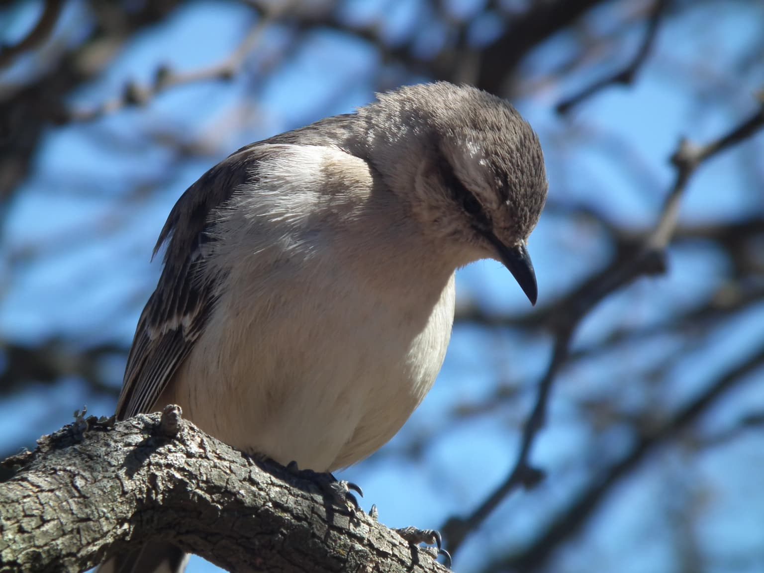 A bird perched on a tree branch with a clear blue sky background