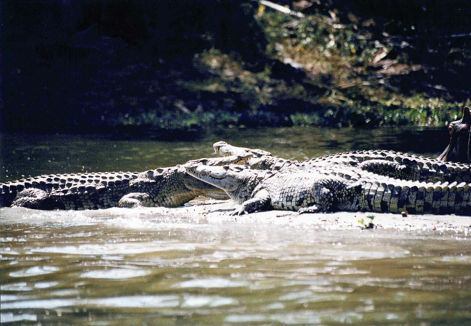 Varios cocodrilos descansando en aguas poco profundas cerca de la orilla de un río.