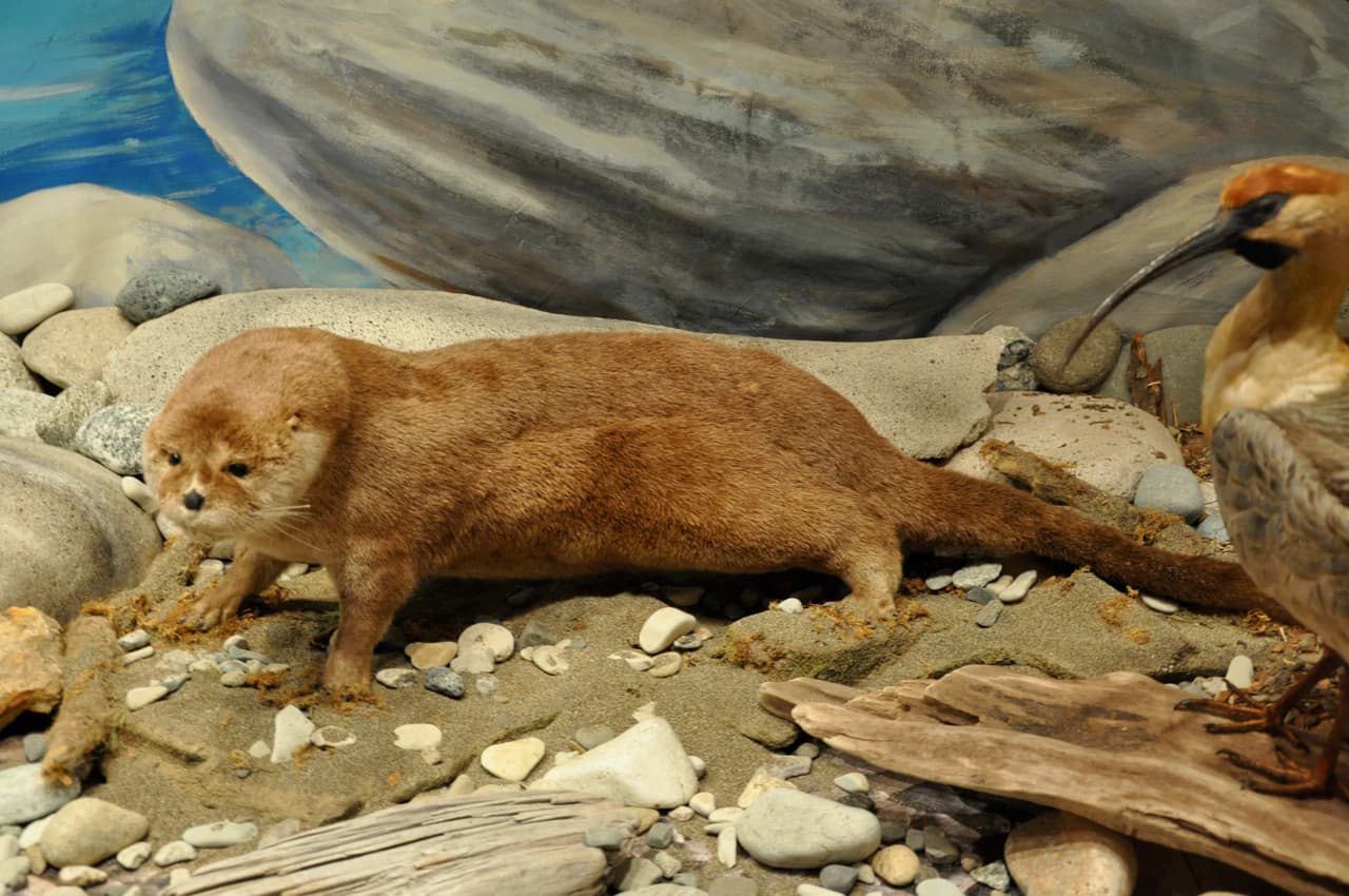Nutria de río del sur taxidermizada en una orilla rocosa con guijarros y agua al fondo.