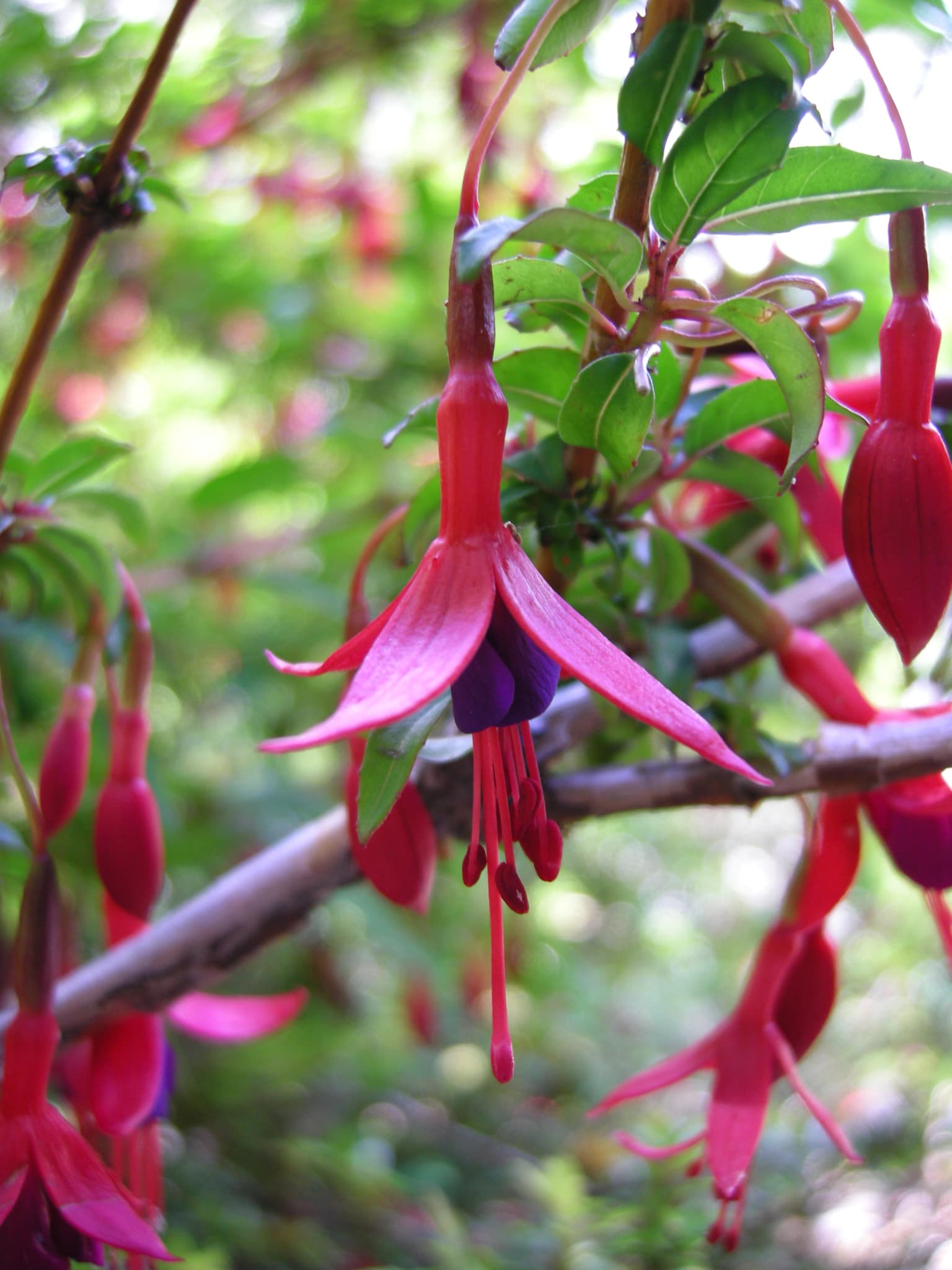 Primer plano de flores rojas y moradas de Fuchsia magellanica con hojas verdes en una rama