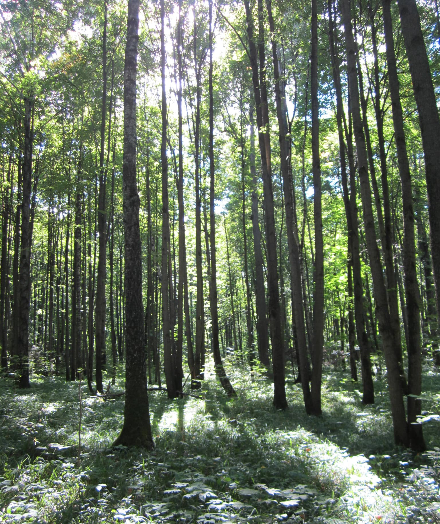 Vista del interior de un bosque denso con troncos de árboles altos y rectos que se elevan hacia un dosel verde, donde la luz del sol se filtra e ilumina el suelo del bosque cubierto de vegetación.