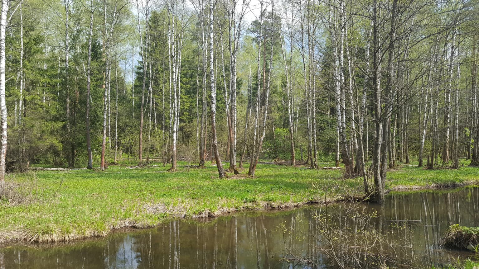 A river flows past a grassy bank lined with white birch trees in a forest.