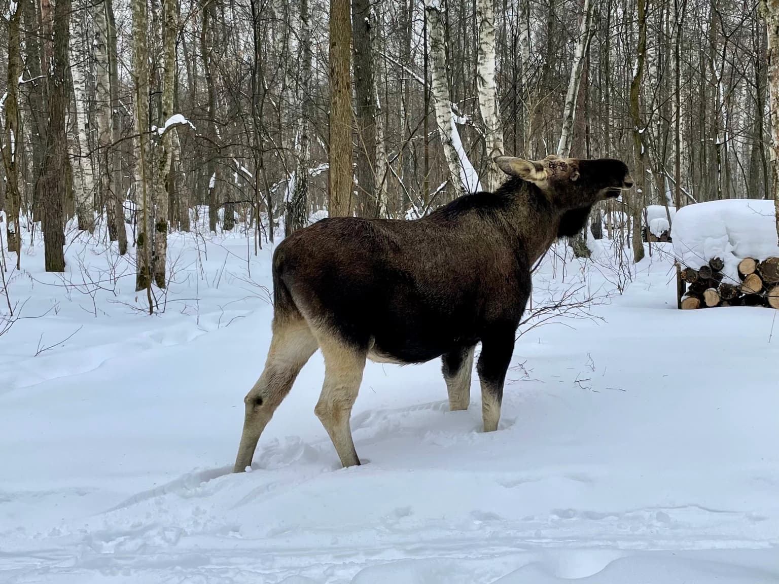 Un alce grande se encuentra de perfil en un bosque nevado con abedules y una pila de leña al fondo.