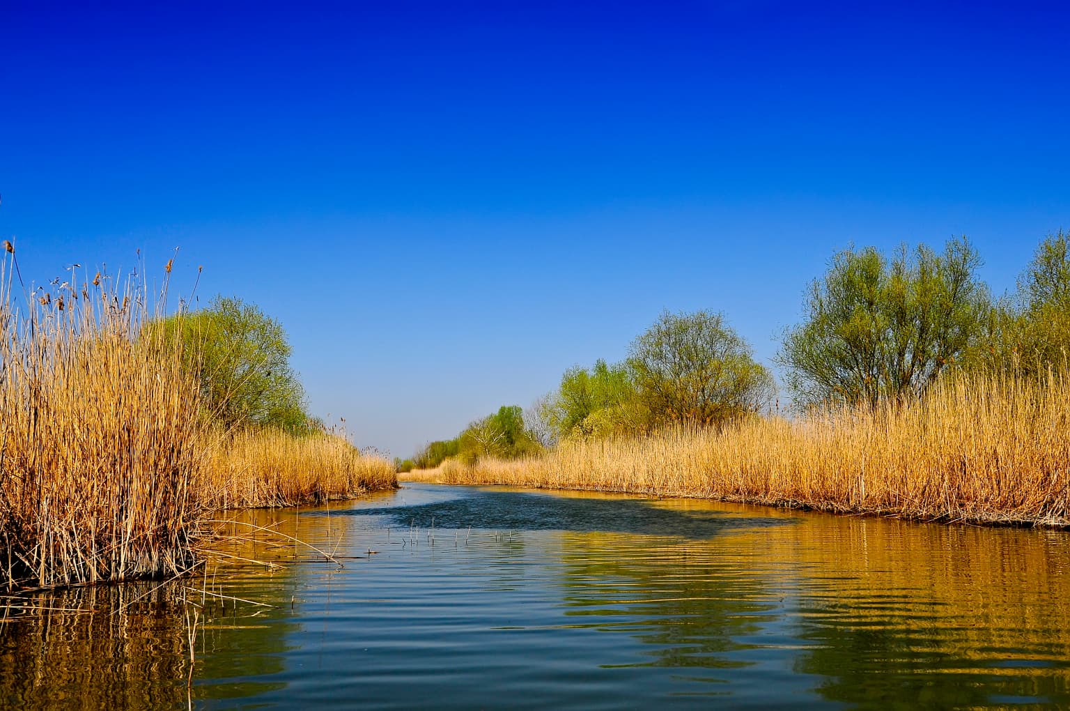 Calm river with reed-lined banks under a clear blue sky
