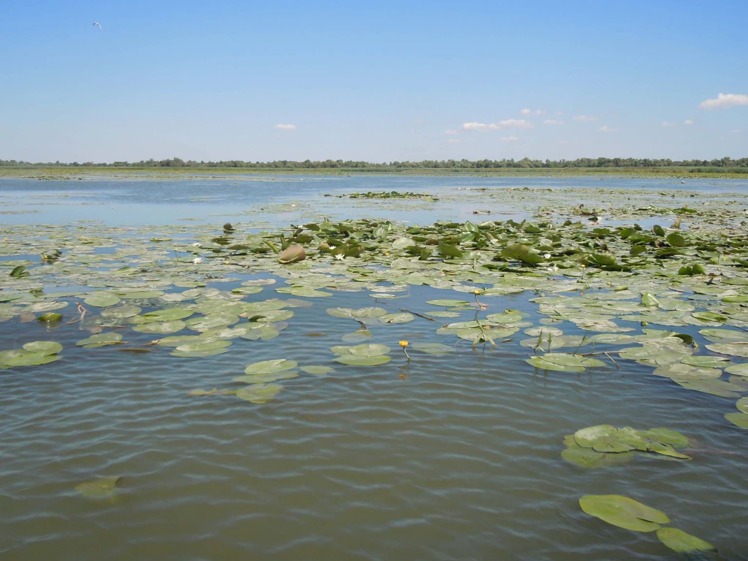 A wide expanse of water covered with lily pads under a clear blue sky