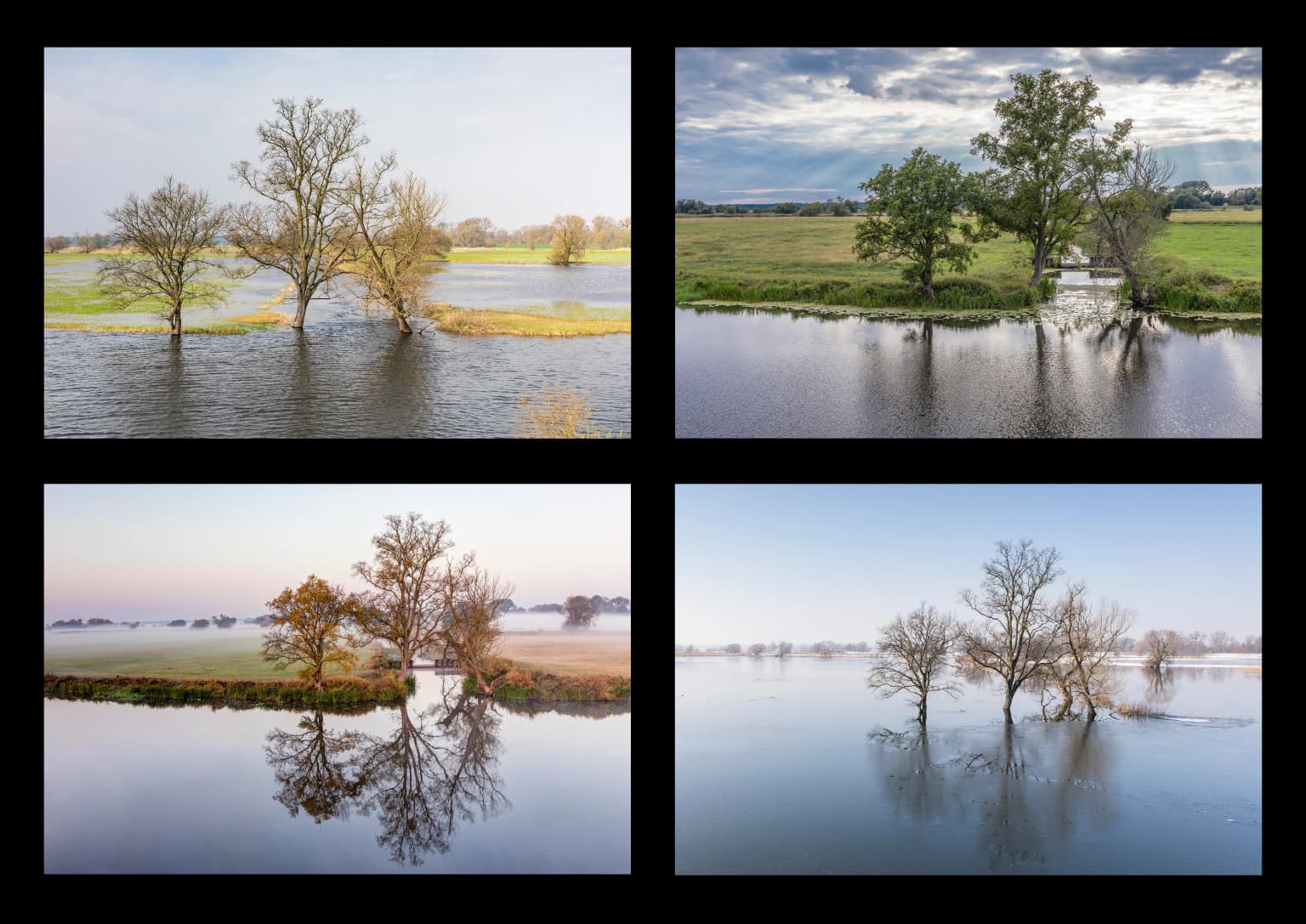 Four panels showing flooded polder landscapes with trees, water reflections, and varying vegetation across seasons