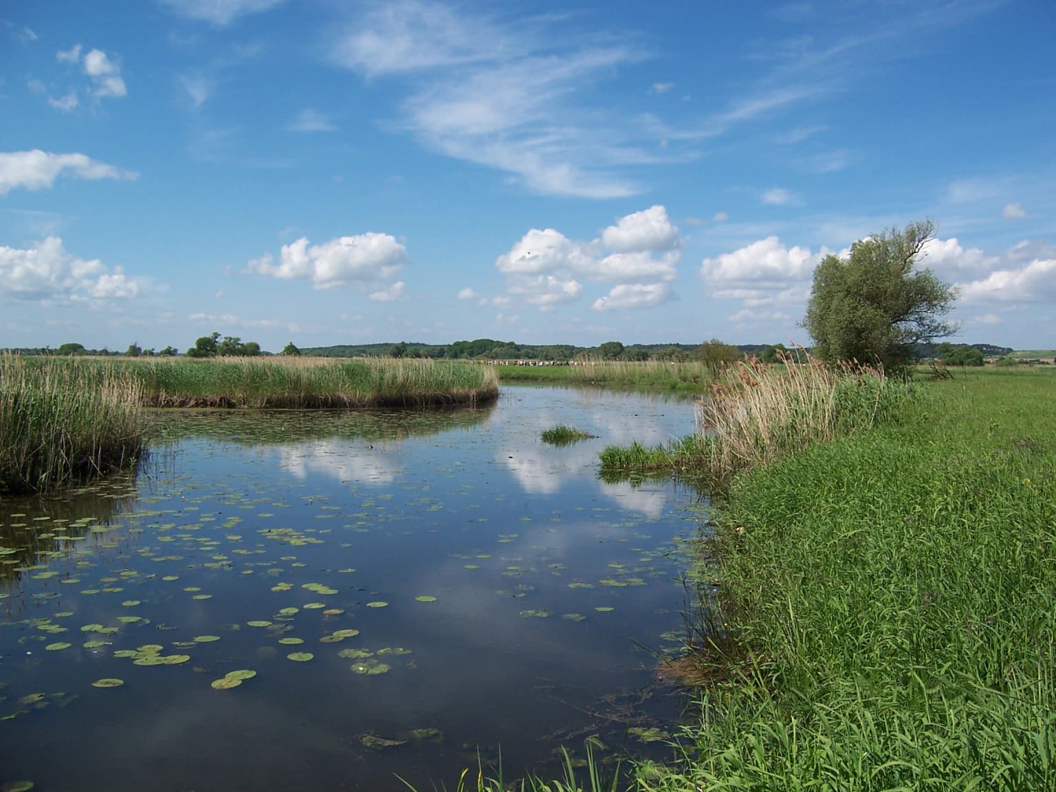 River floodplain with calm water reflecting clouds, surrounded by tall reeds and green vegetation under a blue sky