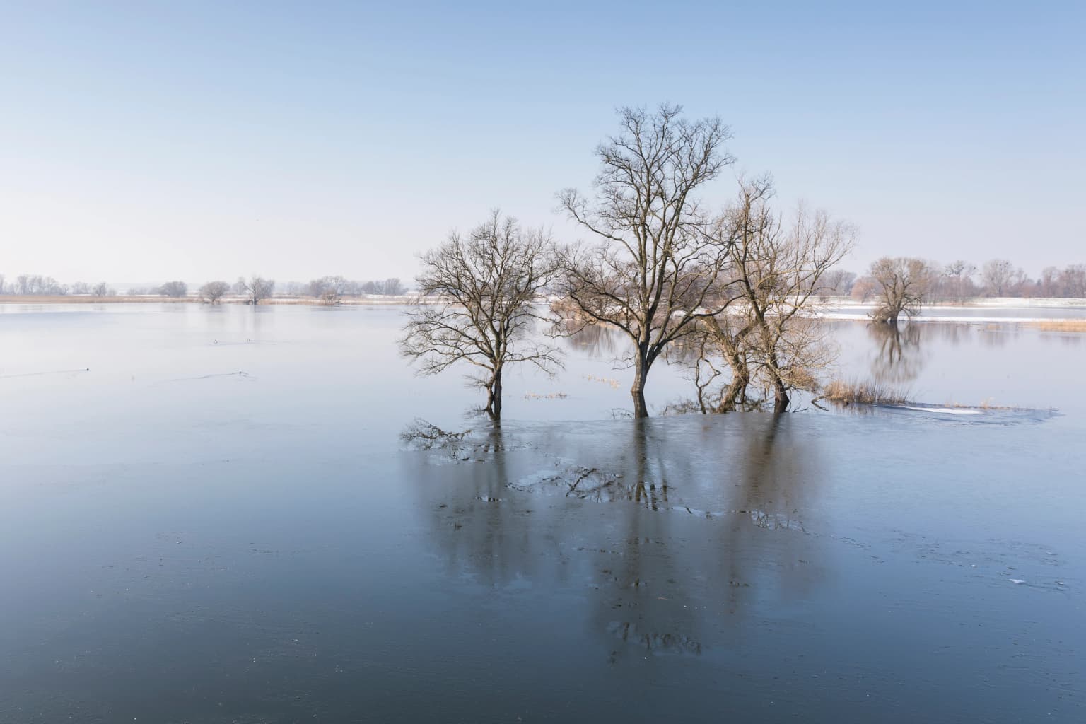 Flooded wetland with leafless trees reflecting in calm water under clear blue sky