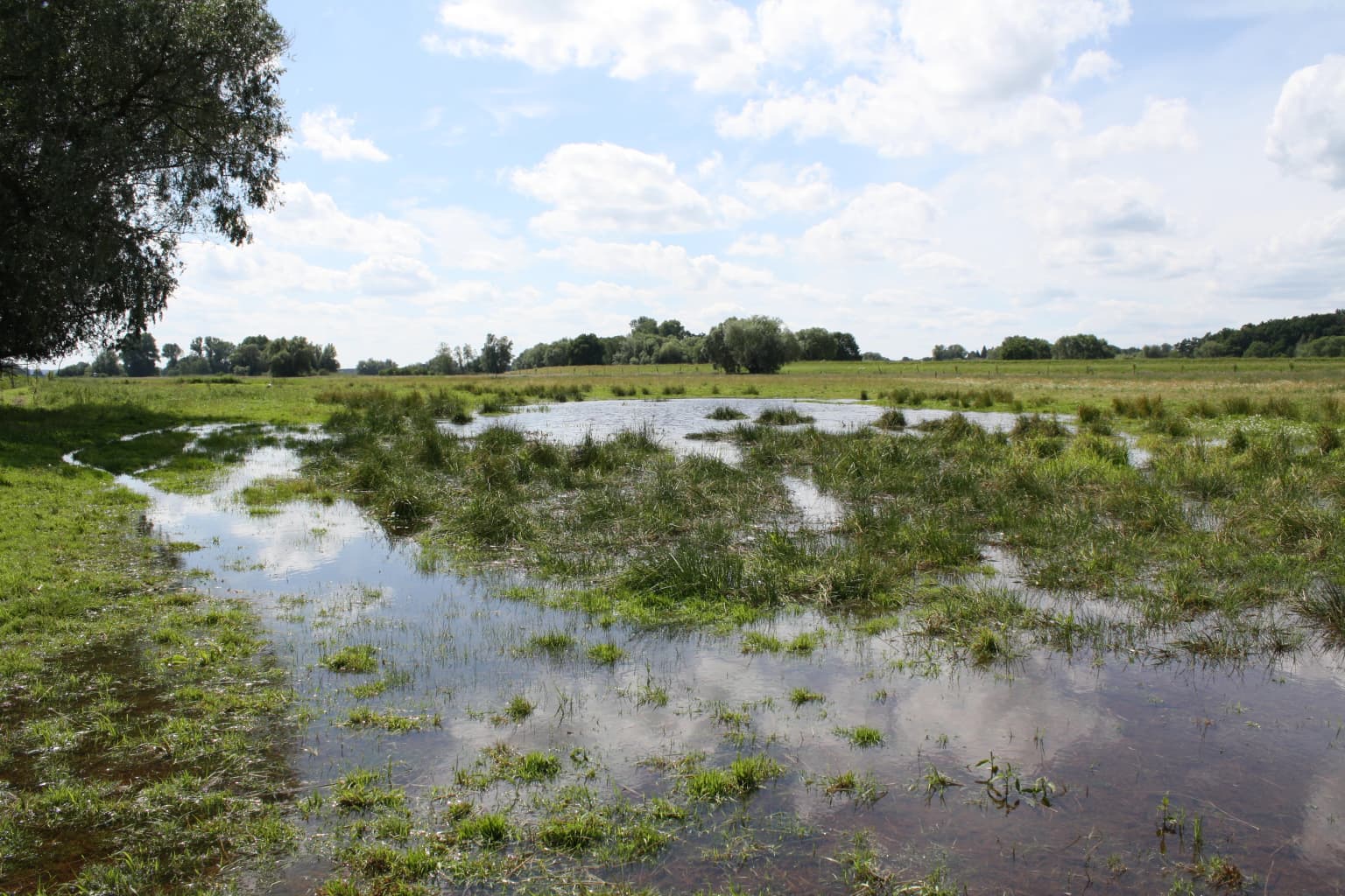 Wet meadow with patches of water reflecting sky, surrounded by grassy areas and a tree on the left