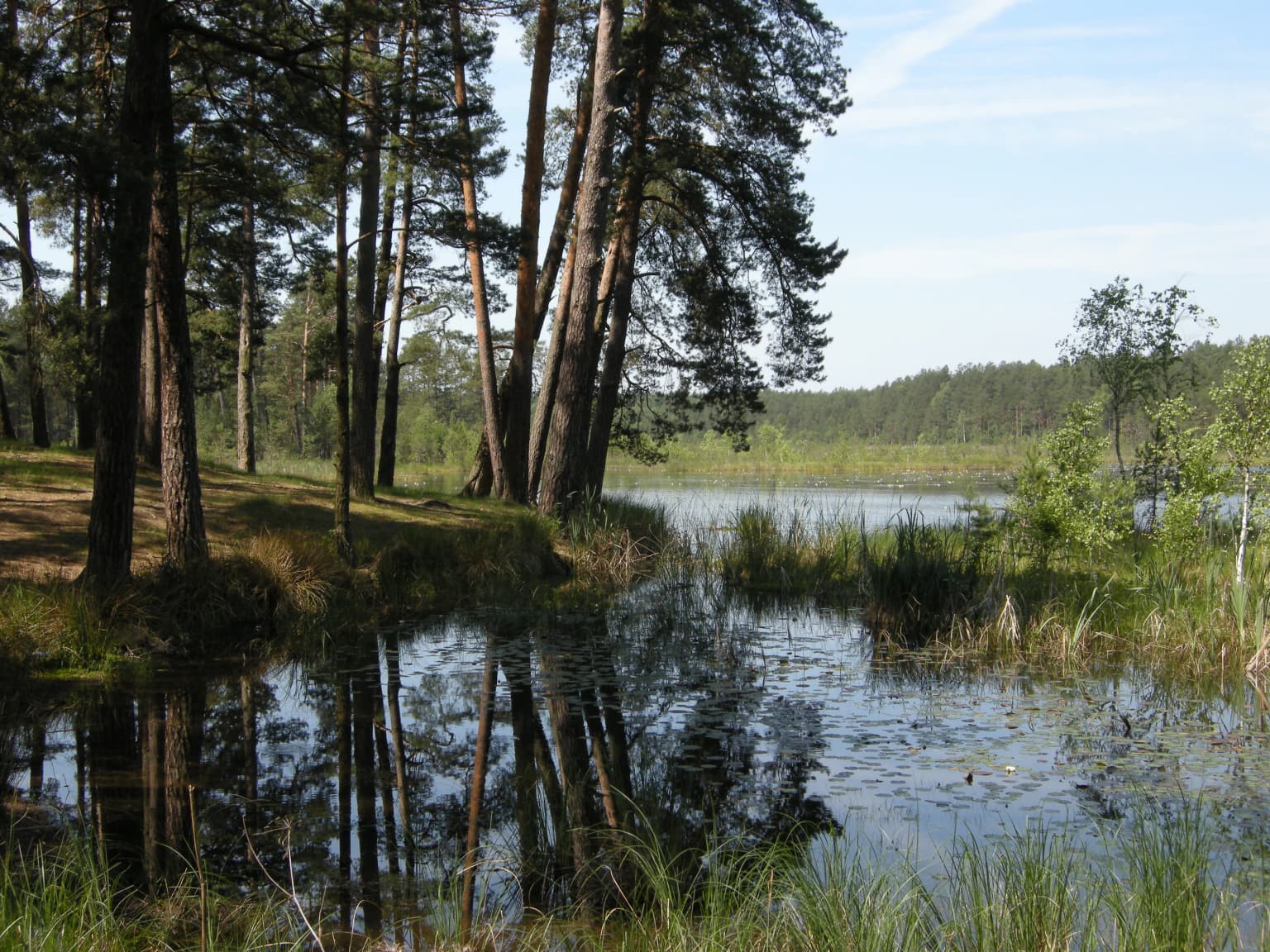 Calm lake reflecting tall pine trees with grassy shoreline and distant forest under clear sky