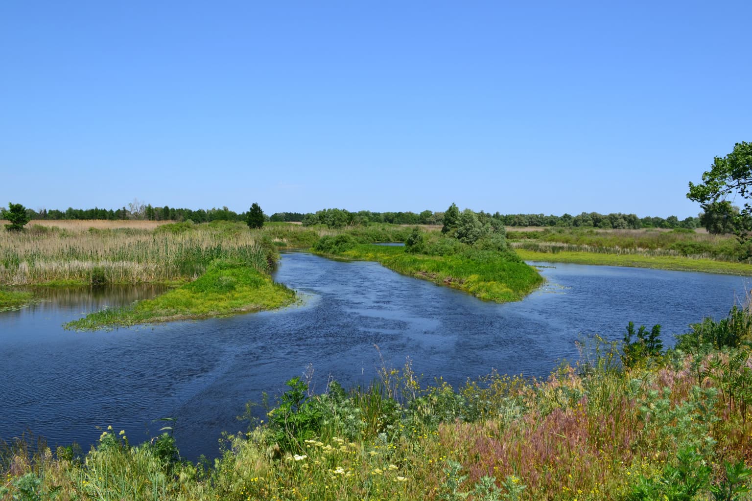 A wide river flows through lush green wetlands with vegetation along the banks under a clear blue sky
