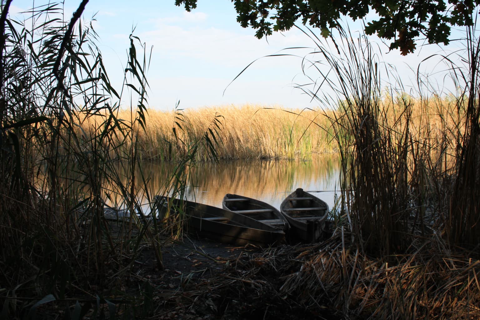 Two wooden boats on a shore with tall grasses and reeds by a calm body of water
