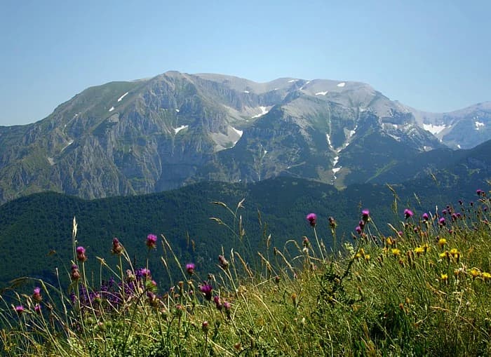 Majella massif mountain range with patches of snow, wildflowers including purple thistles and yellow blooms in the foreground, under a clear blue sky