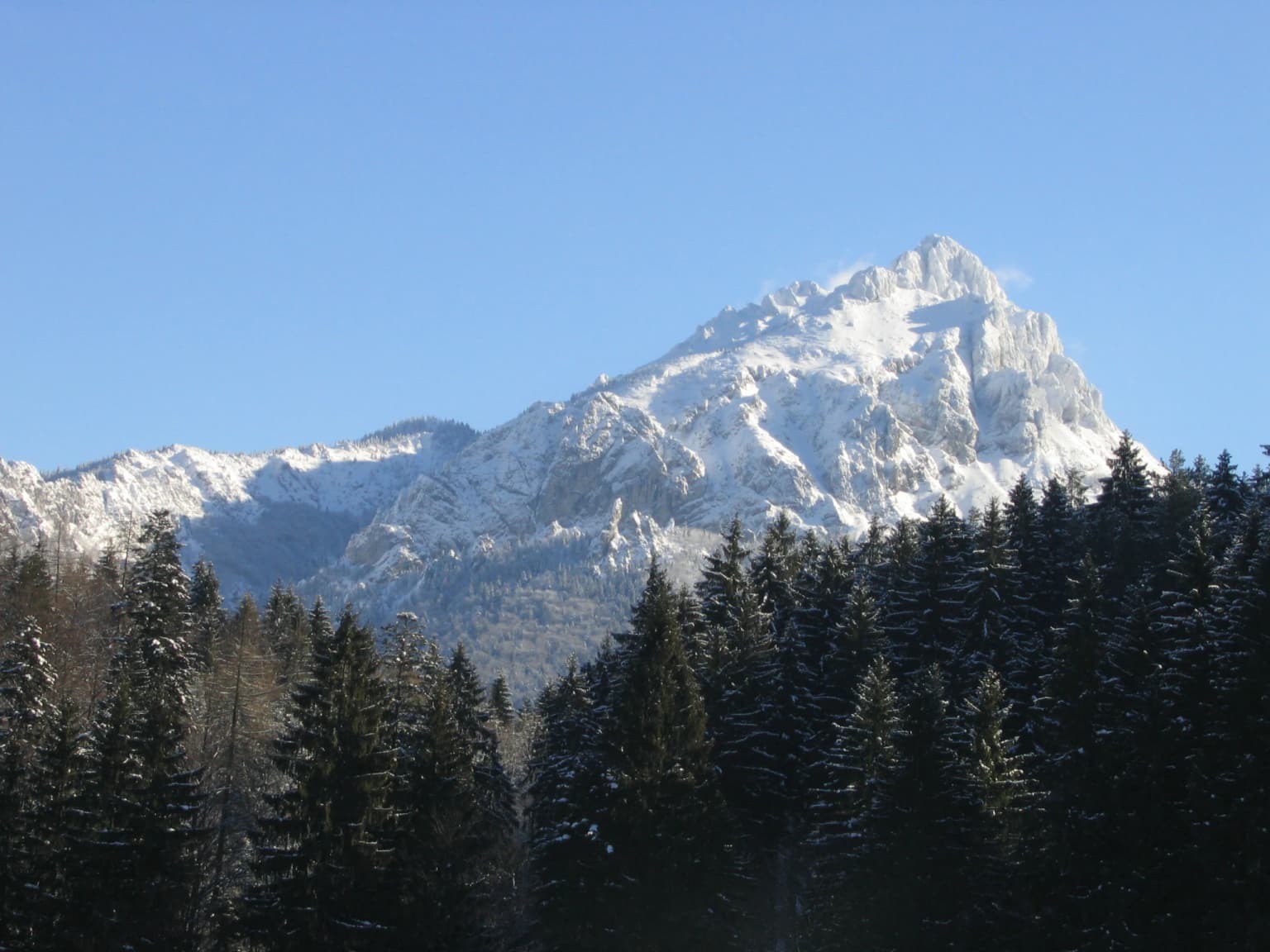 Snow-covered mountain peak with dense evergreen forest in foreground under clear blue sky