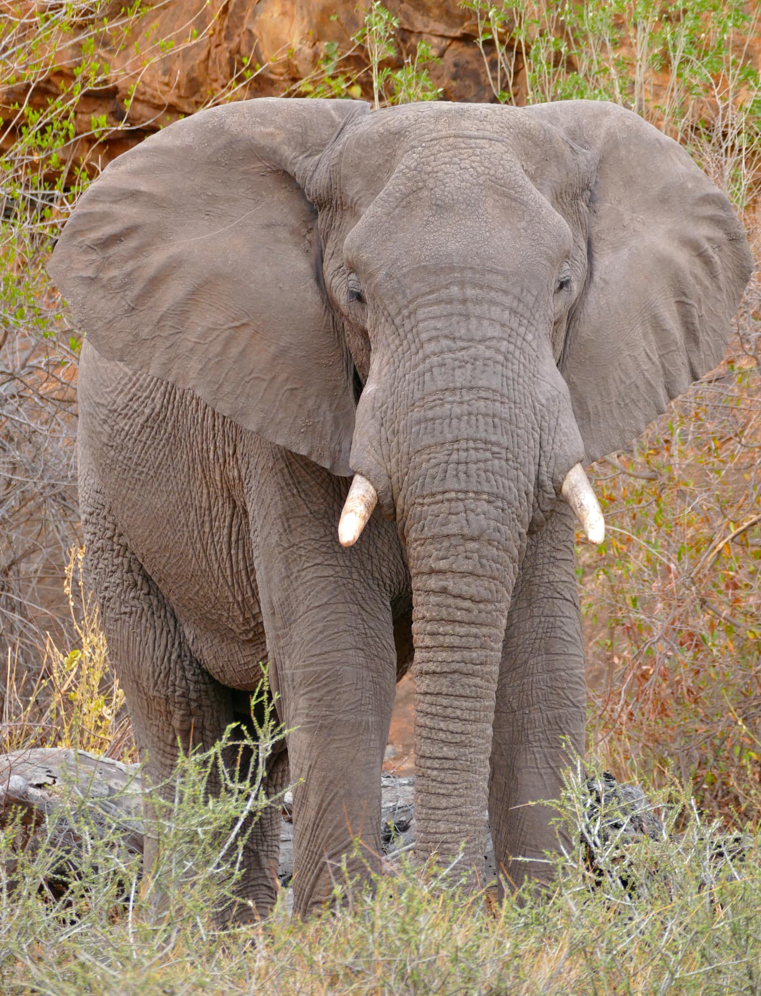 Large gray African Elephant bull with long tusks standing in grassy terrain with sparse bushes and rocky background