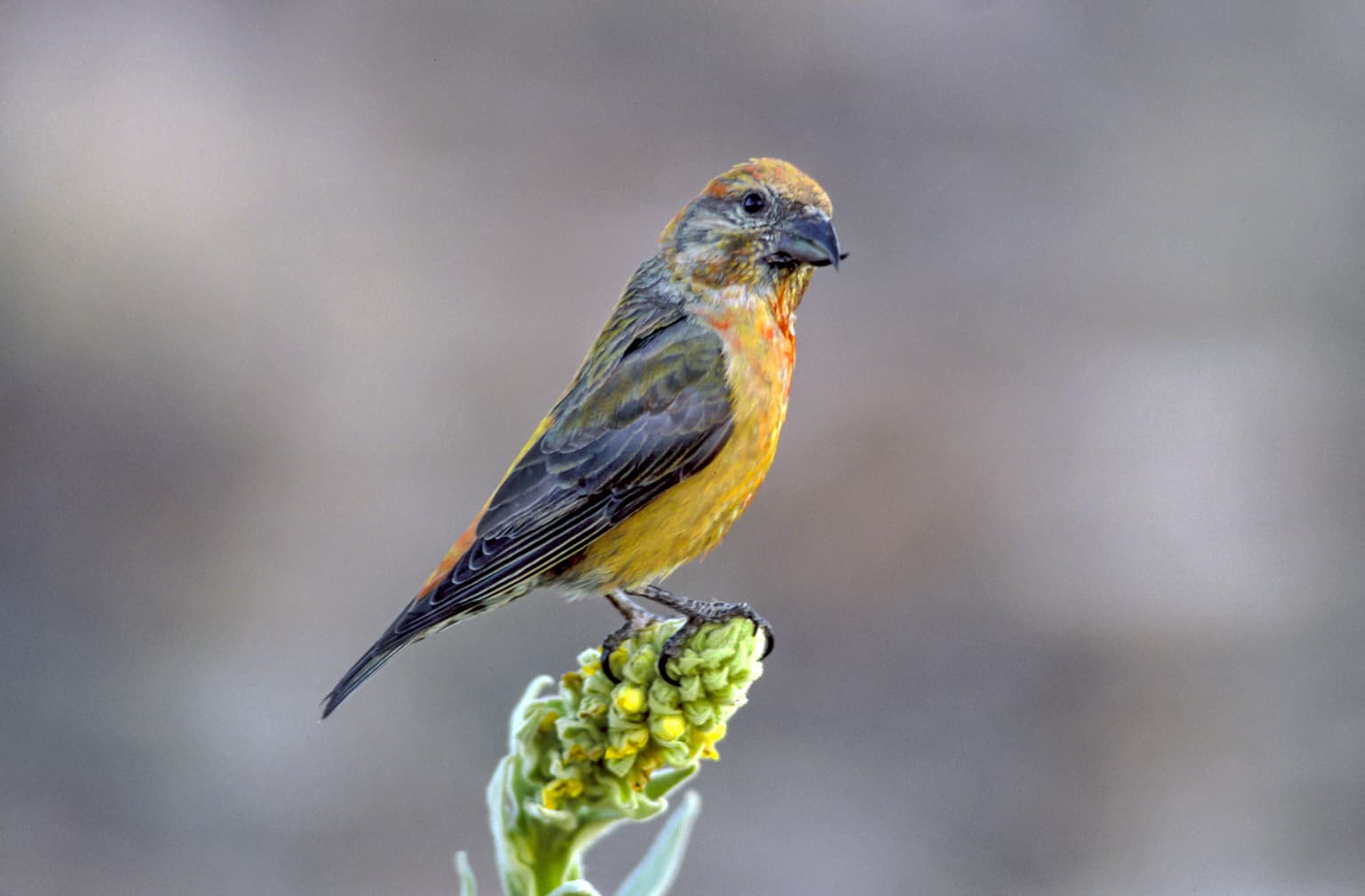 Small bird with orange and brown plumage perched on a green and yellow flower bud, with a blurred background