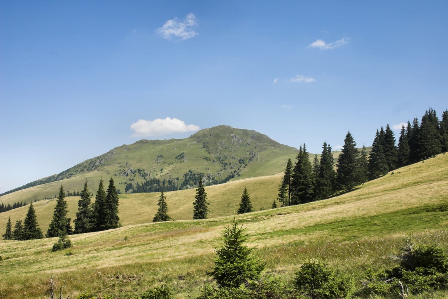 Grassy mountain slopes with scattered pine trees under a clear blue sky