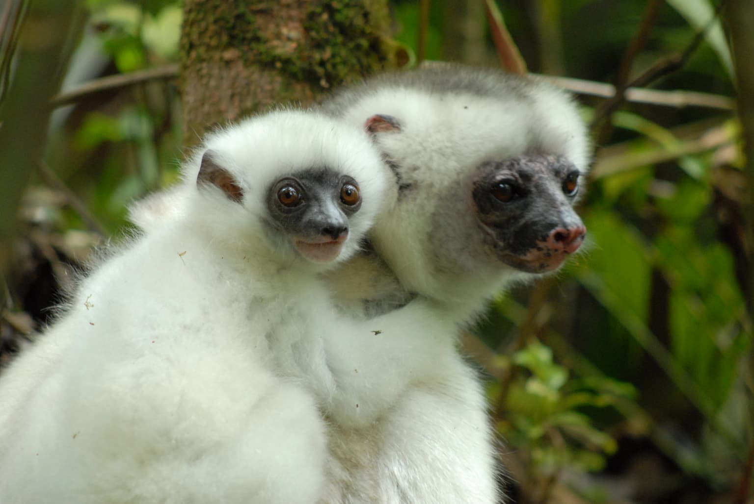 Silky Sifaka mother and infant