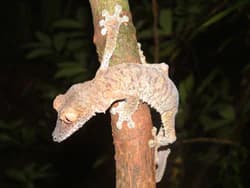 A Leaf-tailed gecko (Uroplatus fimbriatus) perched on a tree trunk with camouflage patterns