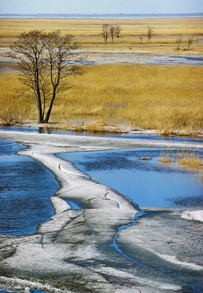 Frozen waterways and reeds in Matsalu National Park's floodplain with a single tree